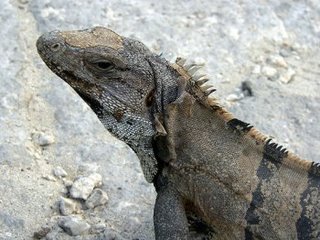Um lagarto em Tulum, México